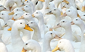 河南华冉食品有限公司